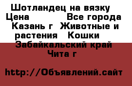 Шотландец на вязку › Цена ­ 1 000 - Все города, Казань г. Животные и растения » Кошки   . Забайкальский край,Чита г.